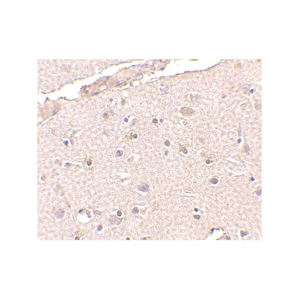 ProSci 4331_S BRCC36 Antibody, ProSci, 0.02 mg/Unit Secondary Image