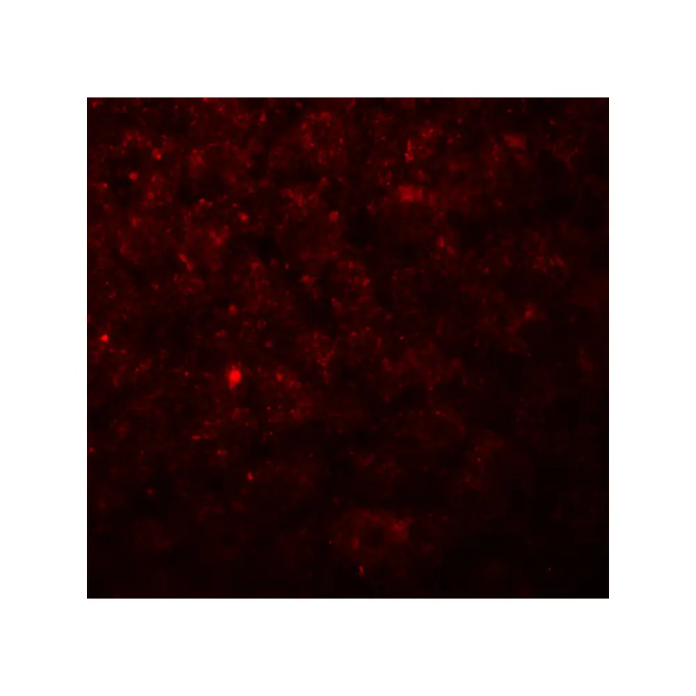 ProSci 7619 Betatrophin Antibody, ProSci, 0.1 mg/Unit Quaternary Image