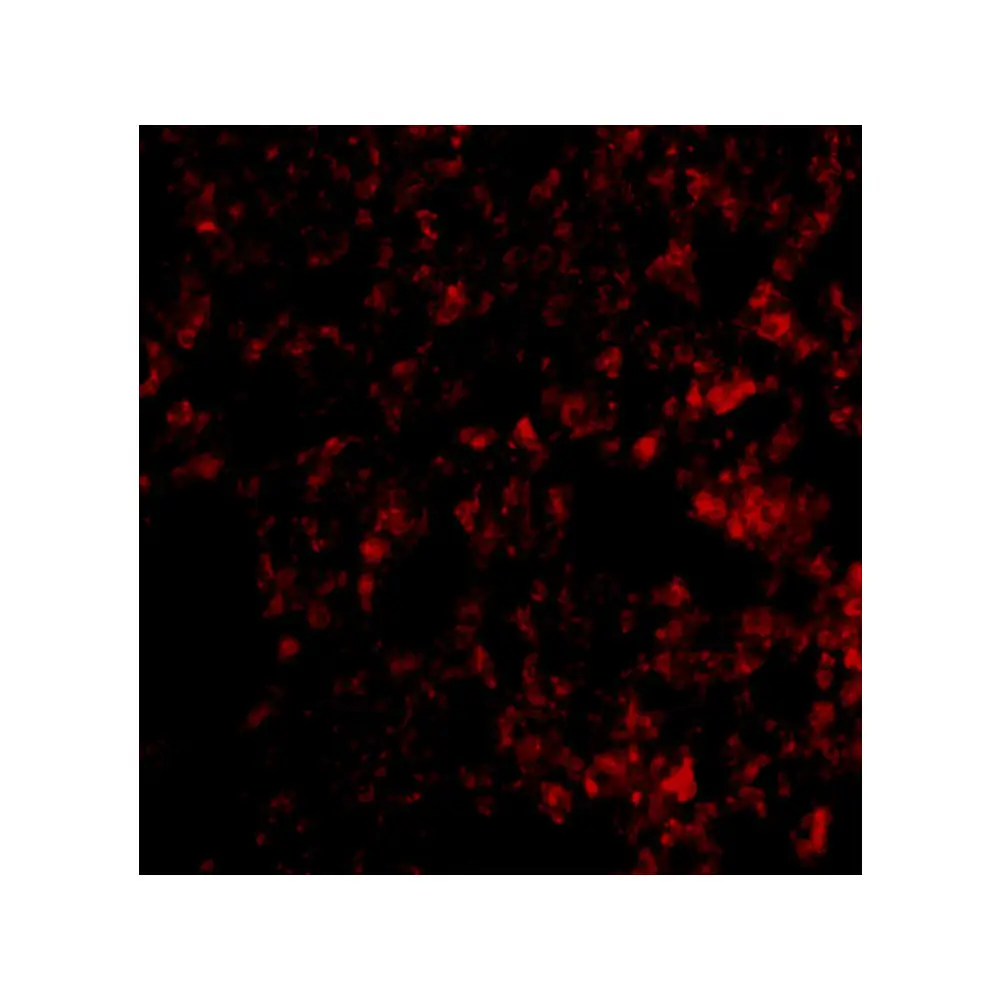 ProSci 3989_S Blimp-1 Antibody, ProSci, 0.02 mg/Unit Secondary Image