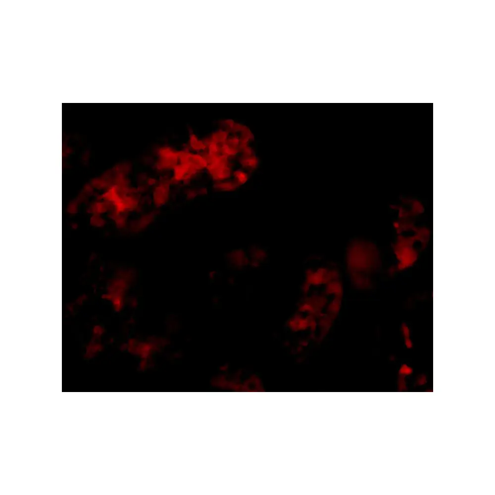 ProSci 3029_S Bmf Antibody, ProSci, 0.02 mg/Unit Secondary Image