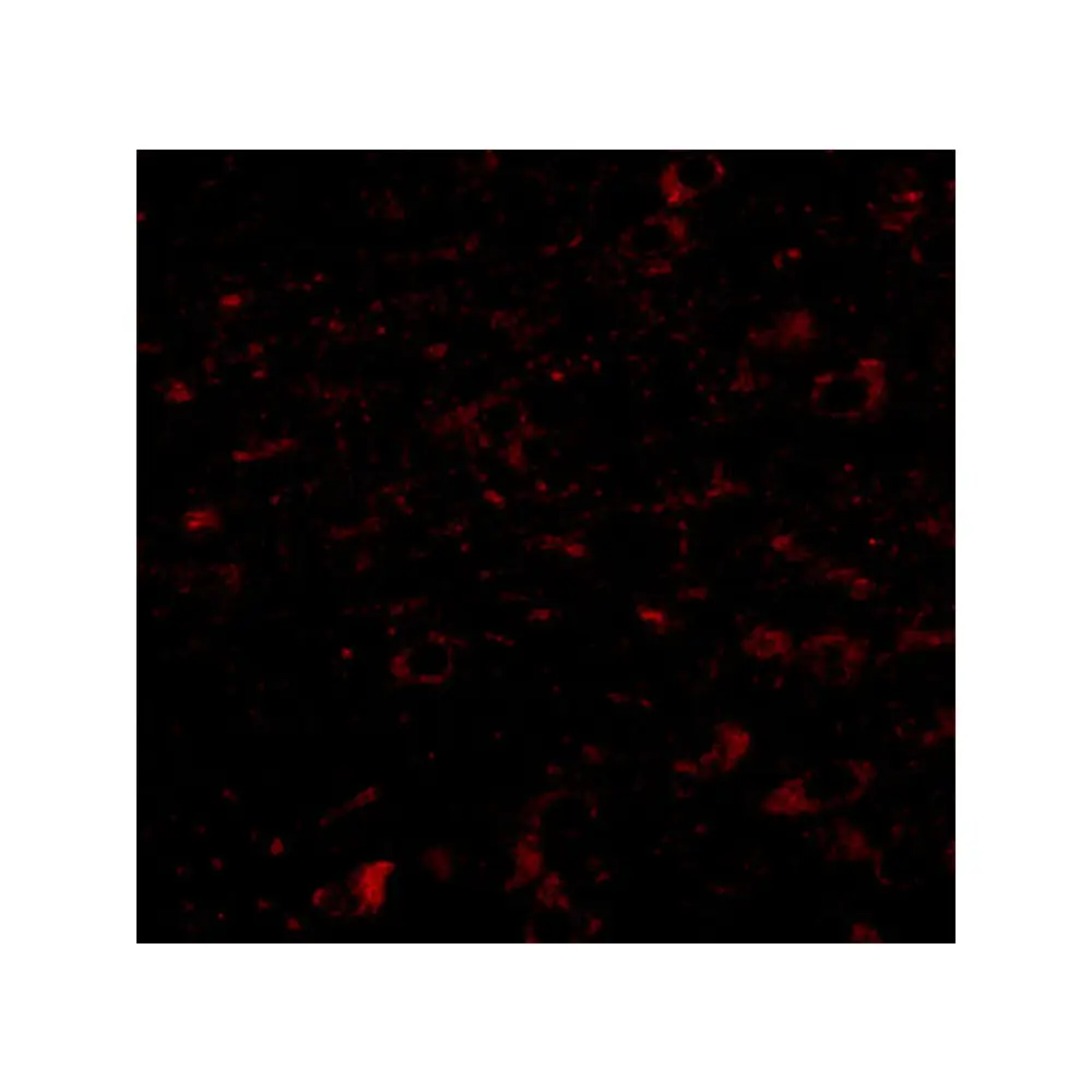 ProSci 5265_S CCDC134 Antibody, ProSci, 0.02 mg/Unit Tertiary Image