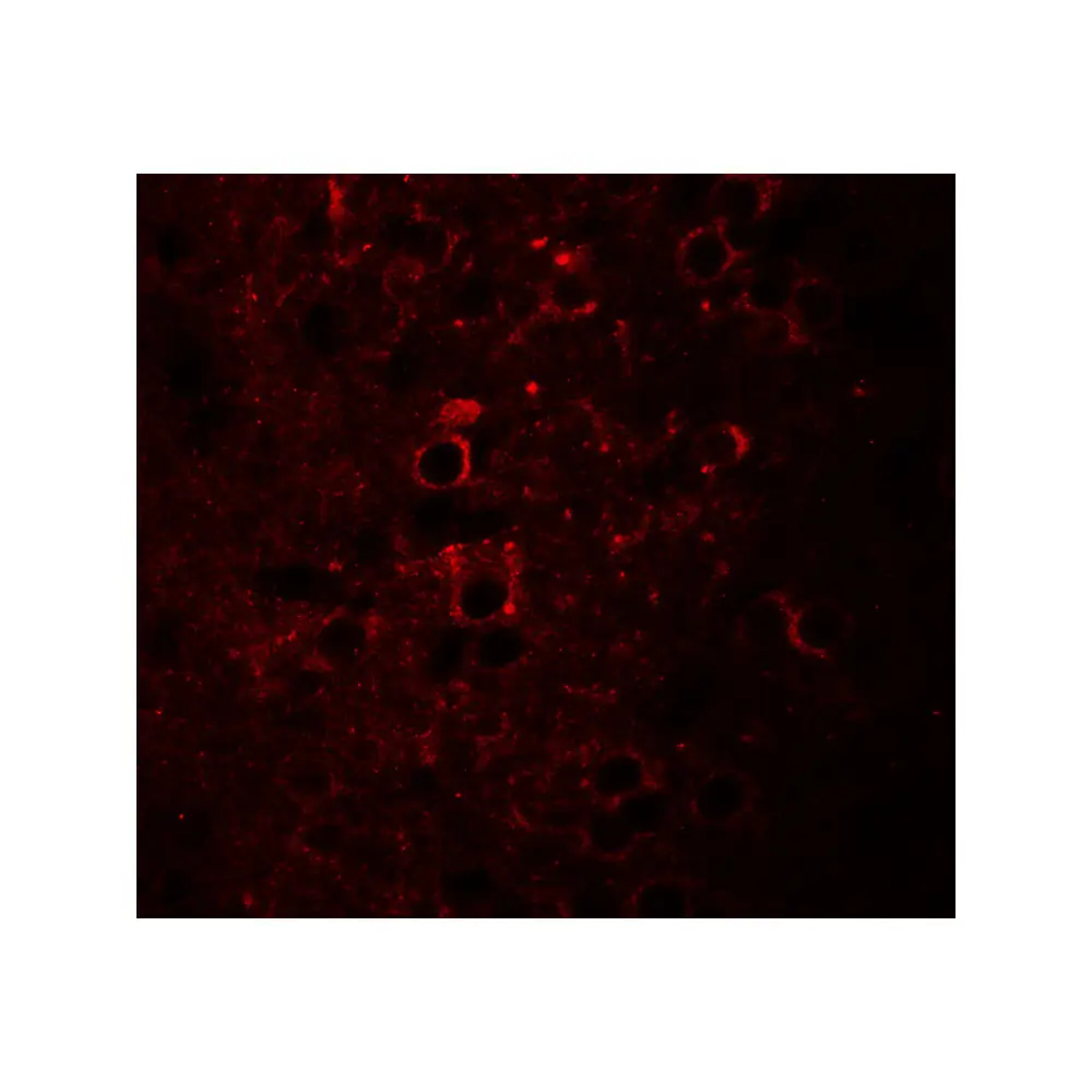 ProSci 6519_S CCDC55 Antibody, ProSci, 0.02 mg/Unit Secondary Image