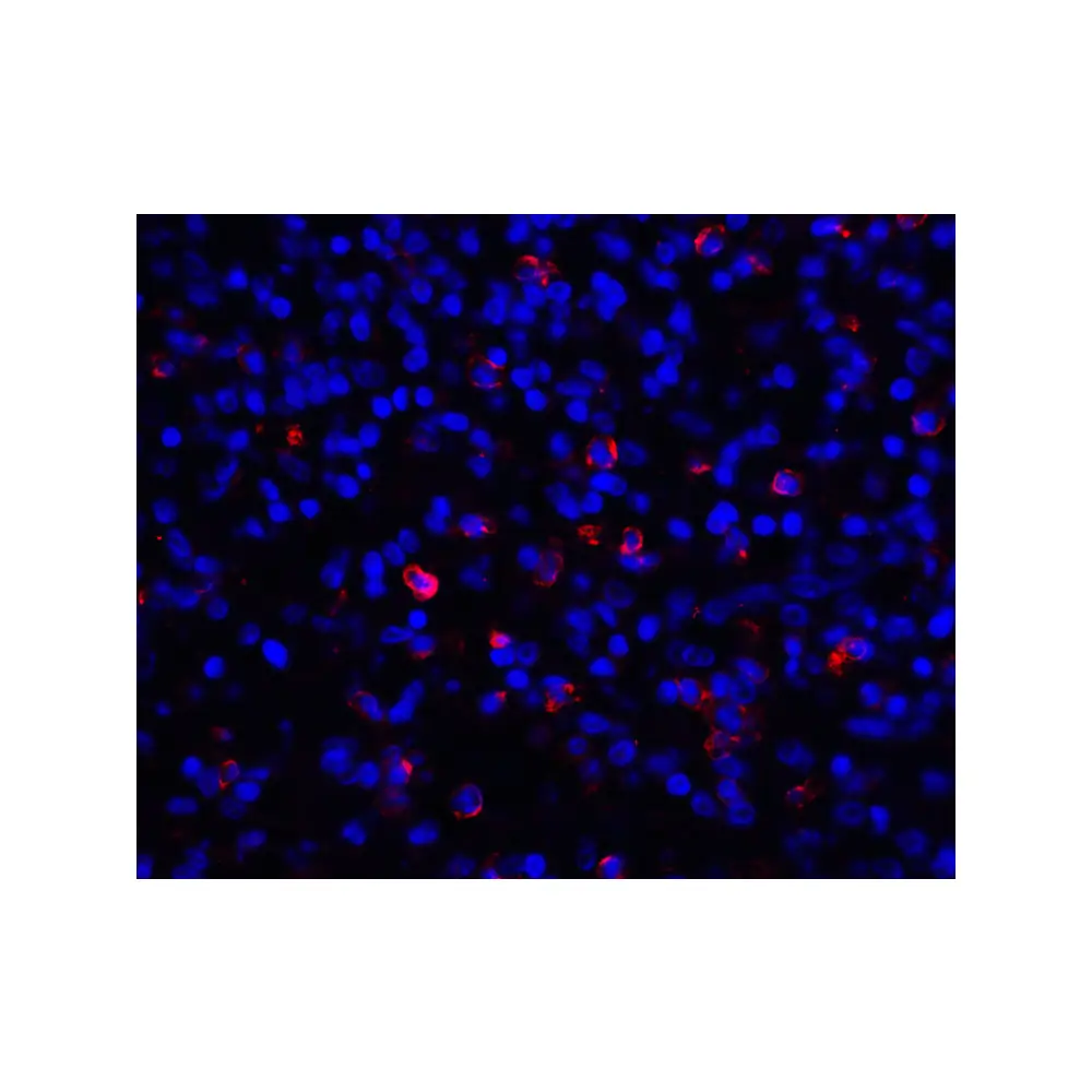 ProSci 8689_S CD276 Antibody, ProSci, 0.02 mg/Unit Tertiary Image