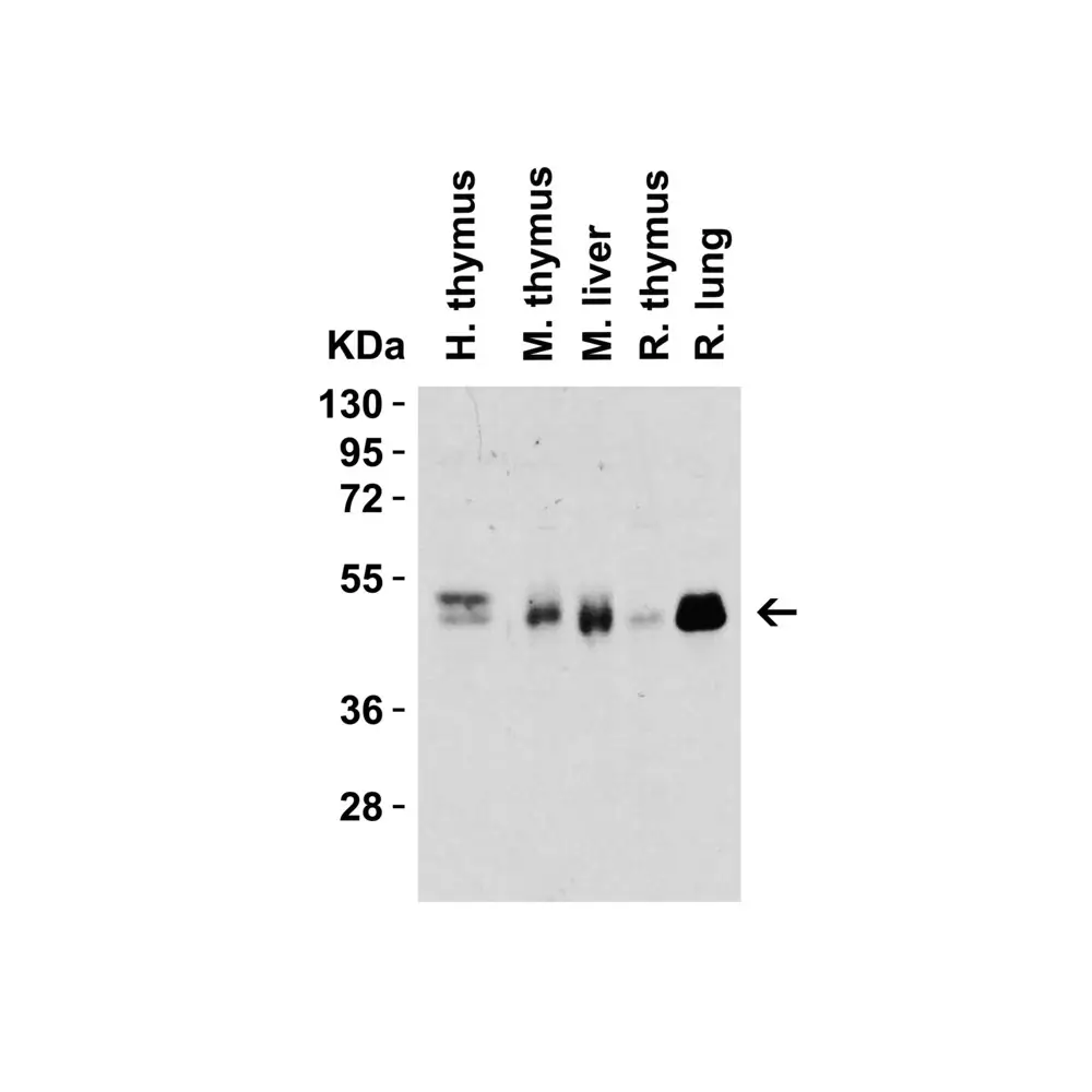 ProSci PM-5203 CD4 Antibody [8G1B12] , ProSci, 0.1 mg/Unit Secondary Image