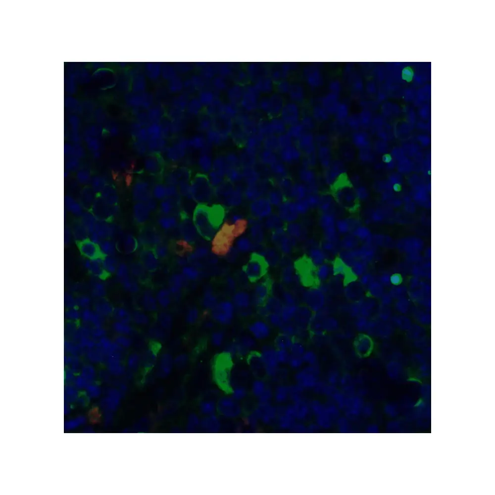 ProSci PM-5203 CD4 Antibody [8G1B12] , ProSci, 0.1 mg/Unit Quaternary Image