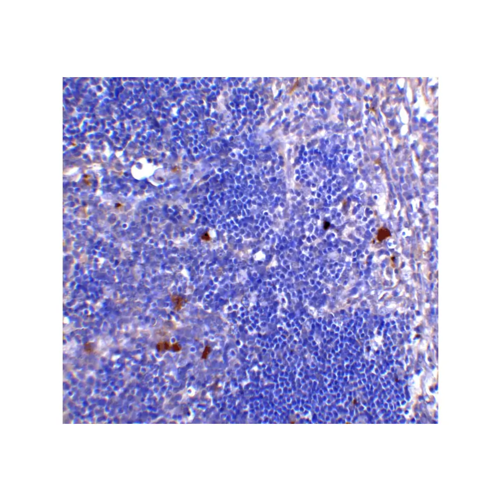 ProSci PM-5203 CD4 Antibody [8G1B12] , ProSci, 0.1 mg/Unit Tertiary Image