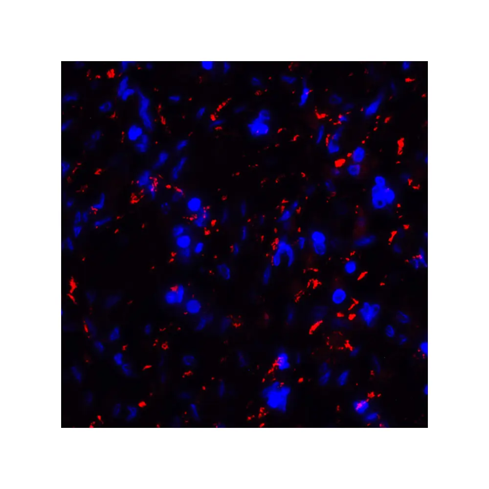 ProSci RF16041_S CD80 Antibody [8G12], ProSci, 0.02 mg/Unit Tertiary Image