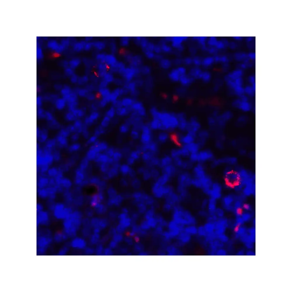 ProSci RF16041_S CD80 Antibody [8G12], ProSci, 0.02 mg/Unit Quaternary Image