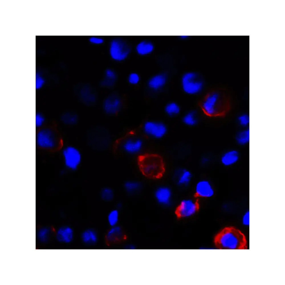 ProSci RF16041_S CD80 Antibody [8G12], ProSci, 0.02 mg/Unit Secondary Image