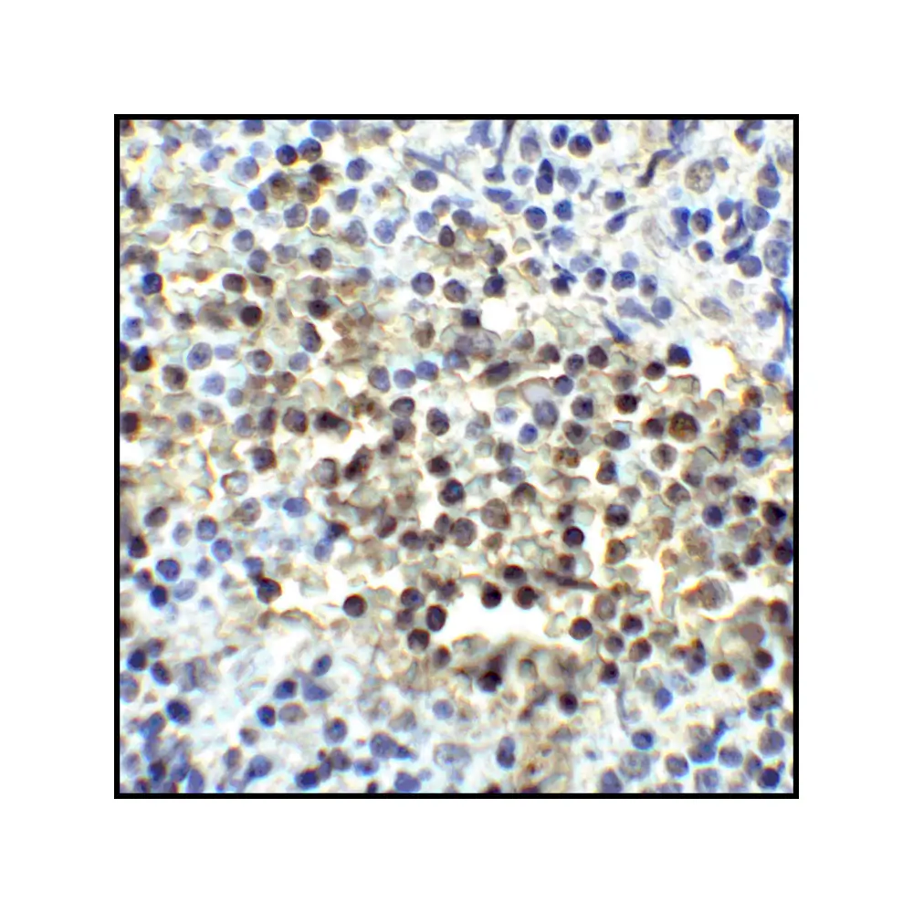 ProSci RF16041_S CD80 Antibody [8G12], ProSci, 0.02 mg/Unit Senary Image