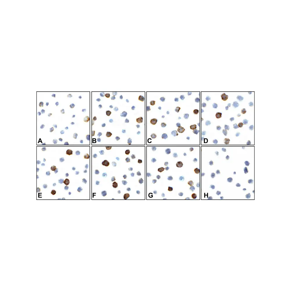 ProSci RF16040 CD80 Detection Set (Risk Free), ProSci, 1 Set/Unit Tertiary Image