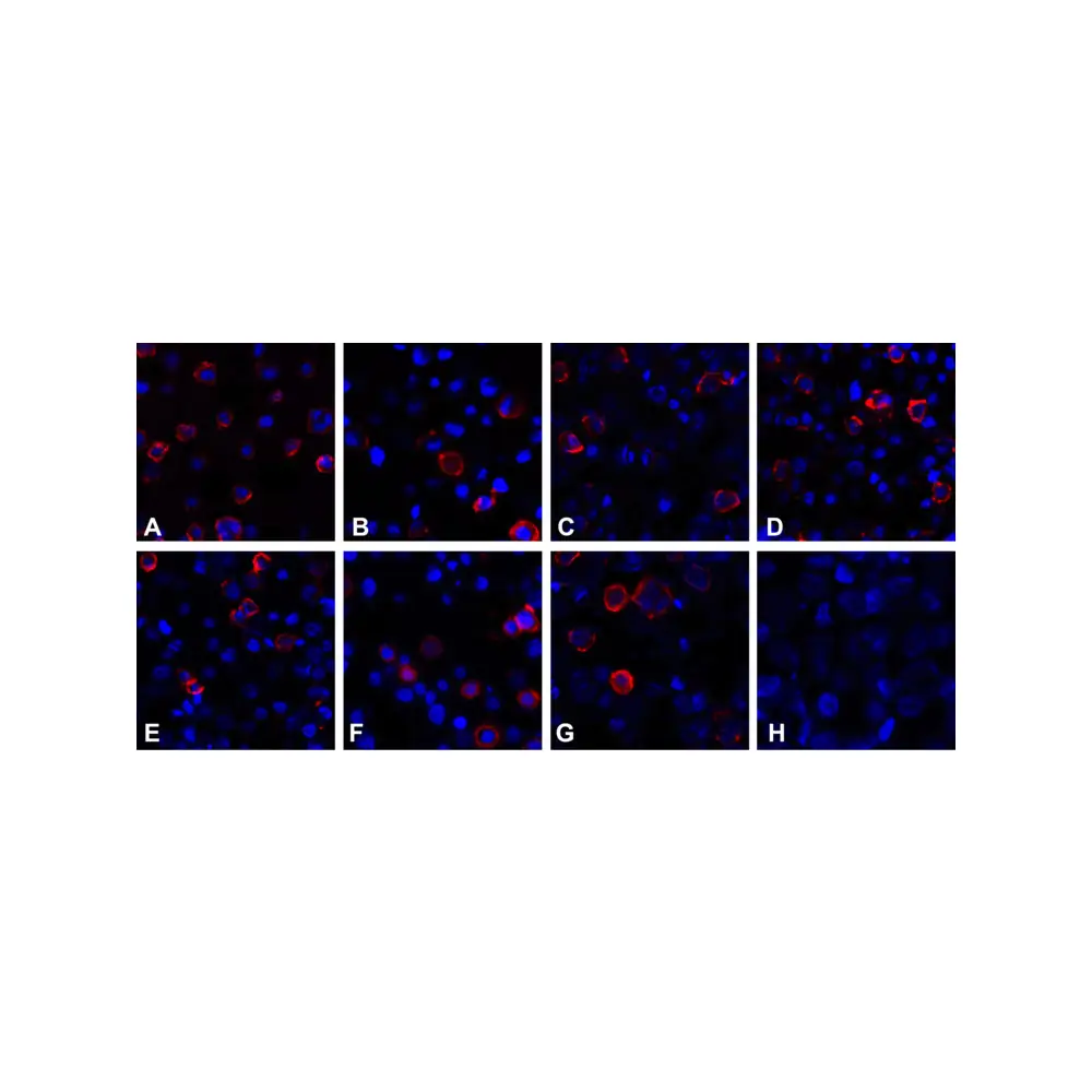 ProSci RF16040 CD80 Detection Set (Risk Free), ProSci, 1 Set/Unit Quaternary Image