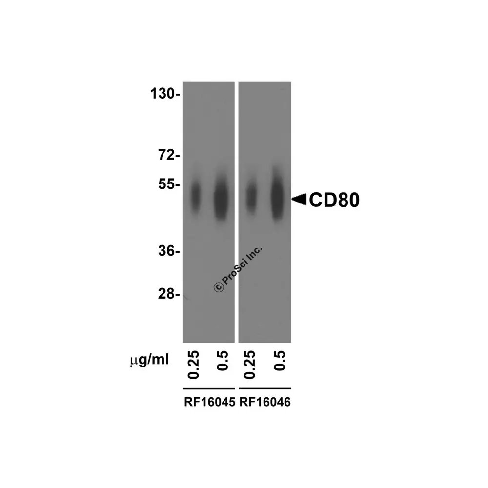 ProSci RF16040 CD80 Detection Set (Risk Free), ProSci, 1 Set/Unit Secondary Image