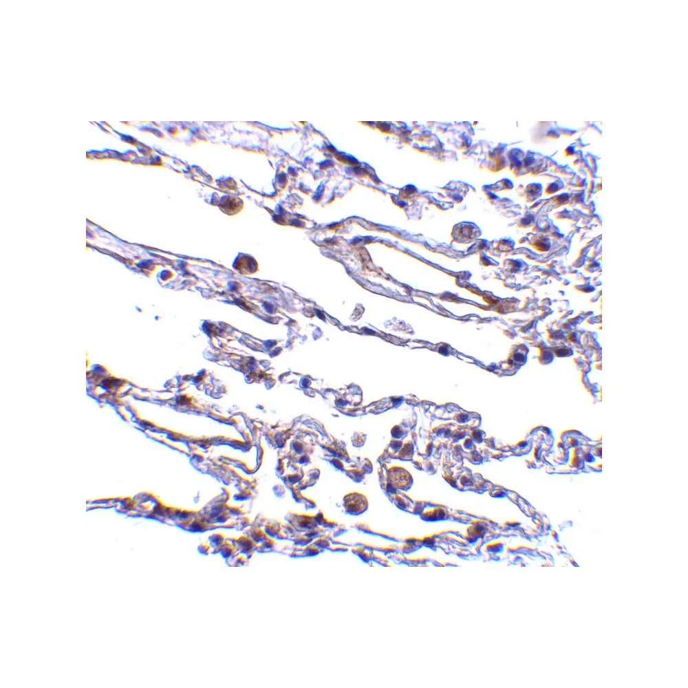 ProSci 2499_S CIKS Antibody, ProSci, 0.02 mg/Unit Secondary Image