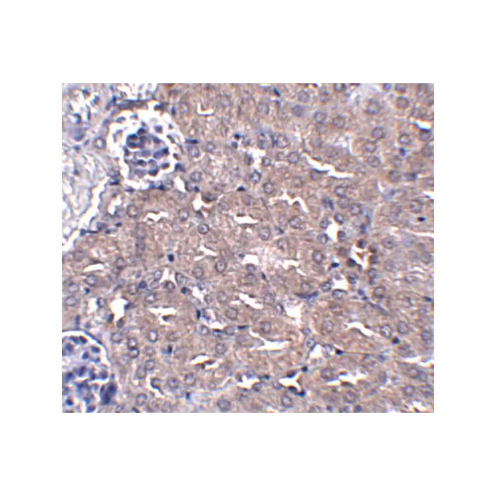 ProSci 5267 CIP75 Antibody, ProSci, 0.1 mg/Unit Secondary Image