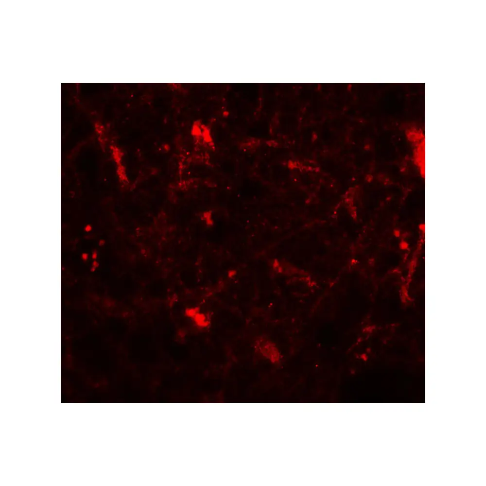 ProSci 7797 CRH Antibody, ProSci, 0.1 mg/Unit Tertiary Image