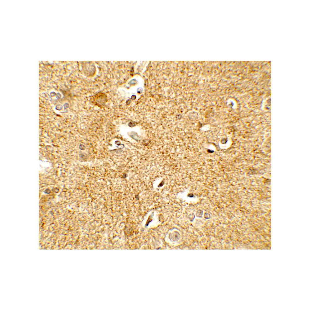 ProSci 7797 CRH Antibody, ProSci, 0.1 mg/Unit Secondary Image