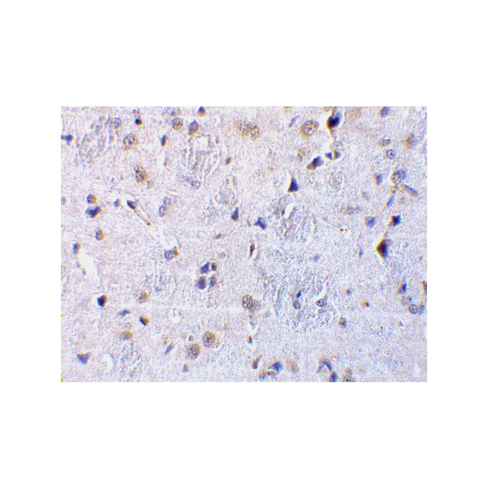 ProSci 3581_S CTRP7 Antibody, ProSci, 0.02 mg/Unit Secondary Image