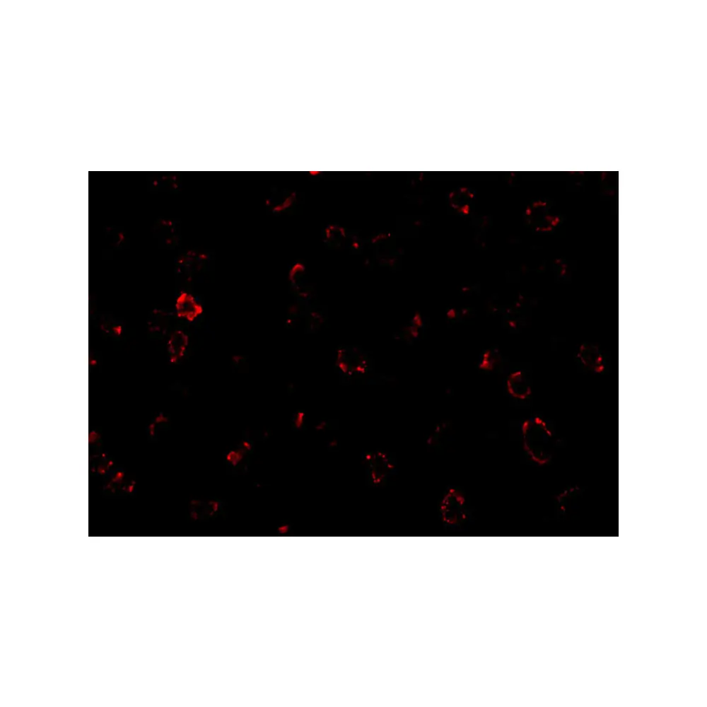 ProSci 2201 CX3CR1 Antibody, ProSci, 0.1 mg/Unit Tertiary Image