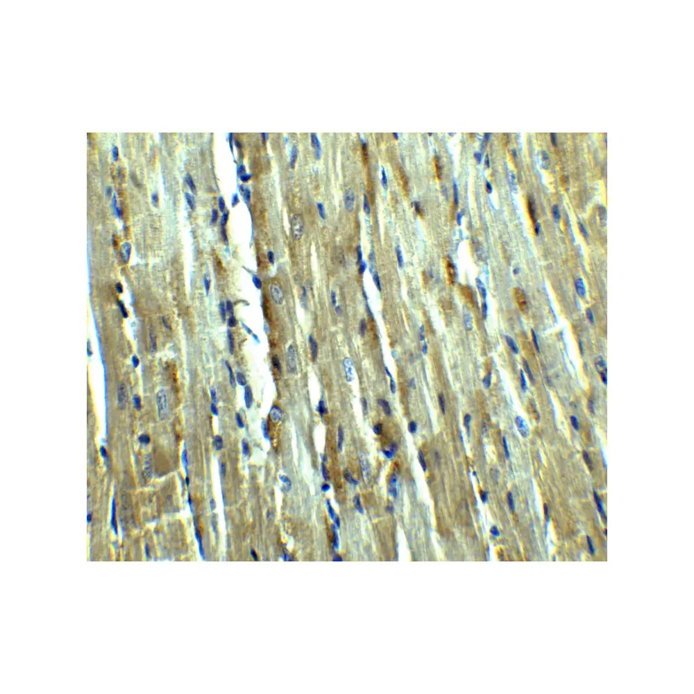 ProSci 3195 Caspase-12 Antibody (Large), ProSci, 0.1 mg/Unit Tertiary Image