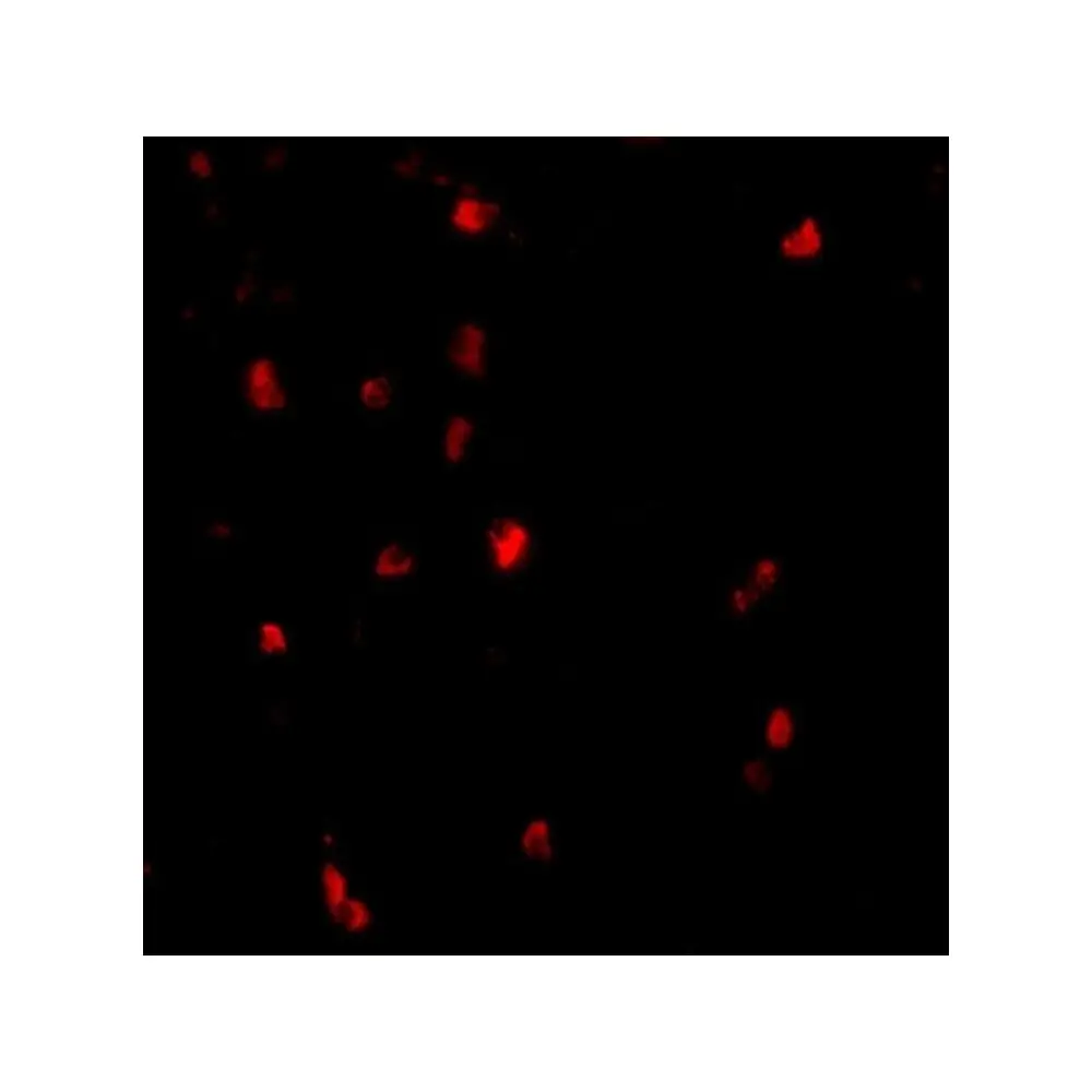 ProSci 3967_S Cbl Antibody, ProSci, 0.02 mg/Unit Secondary Image