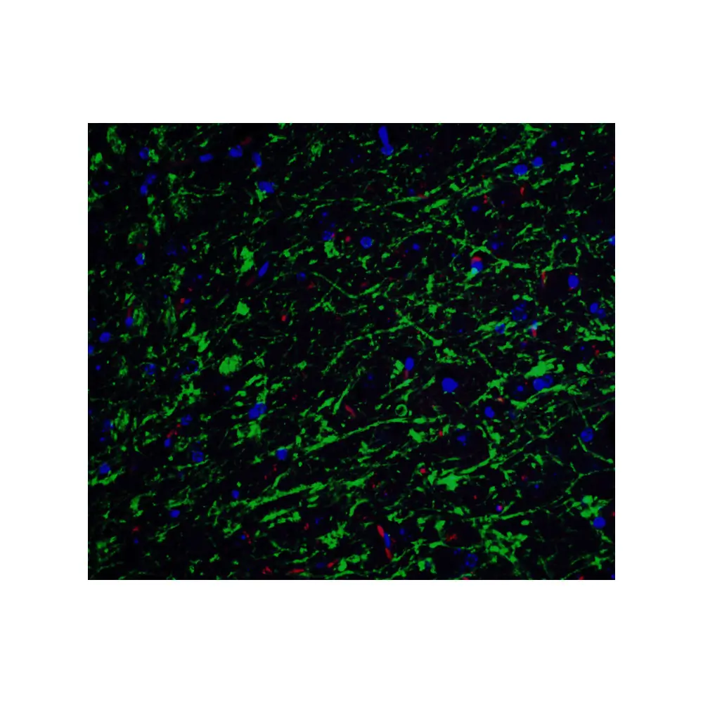 ProSci 3856_S Clusterin Antibody, ProSci, 0.02 mg/Unit Senary Image