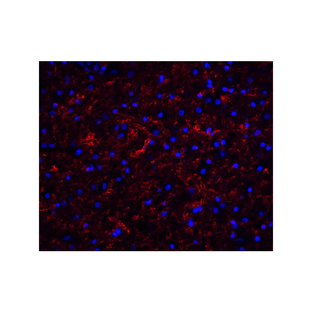 ProSci 3856_S Clusterin Antibody, ProSci, 0.02 mg/Unit Tertiary Image