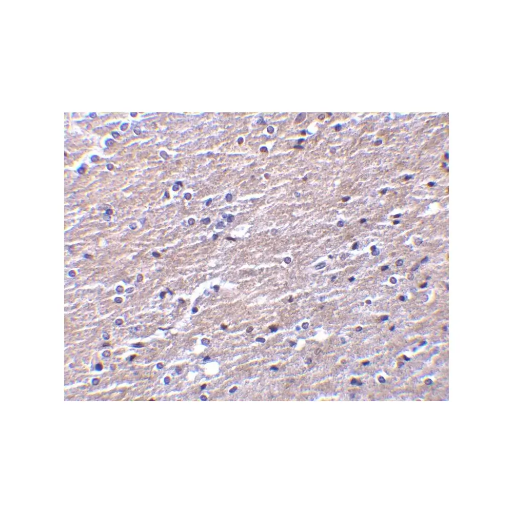 ProSci 3856_S Clusterin Antibody, ProSci, 0.02 mg/Unit Quaternary Image