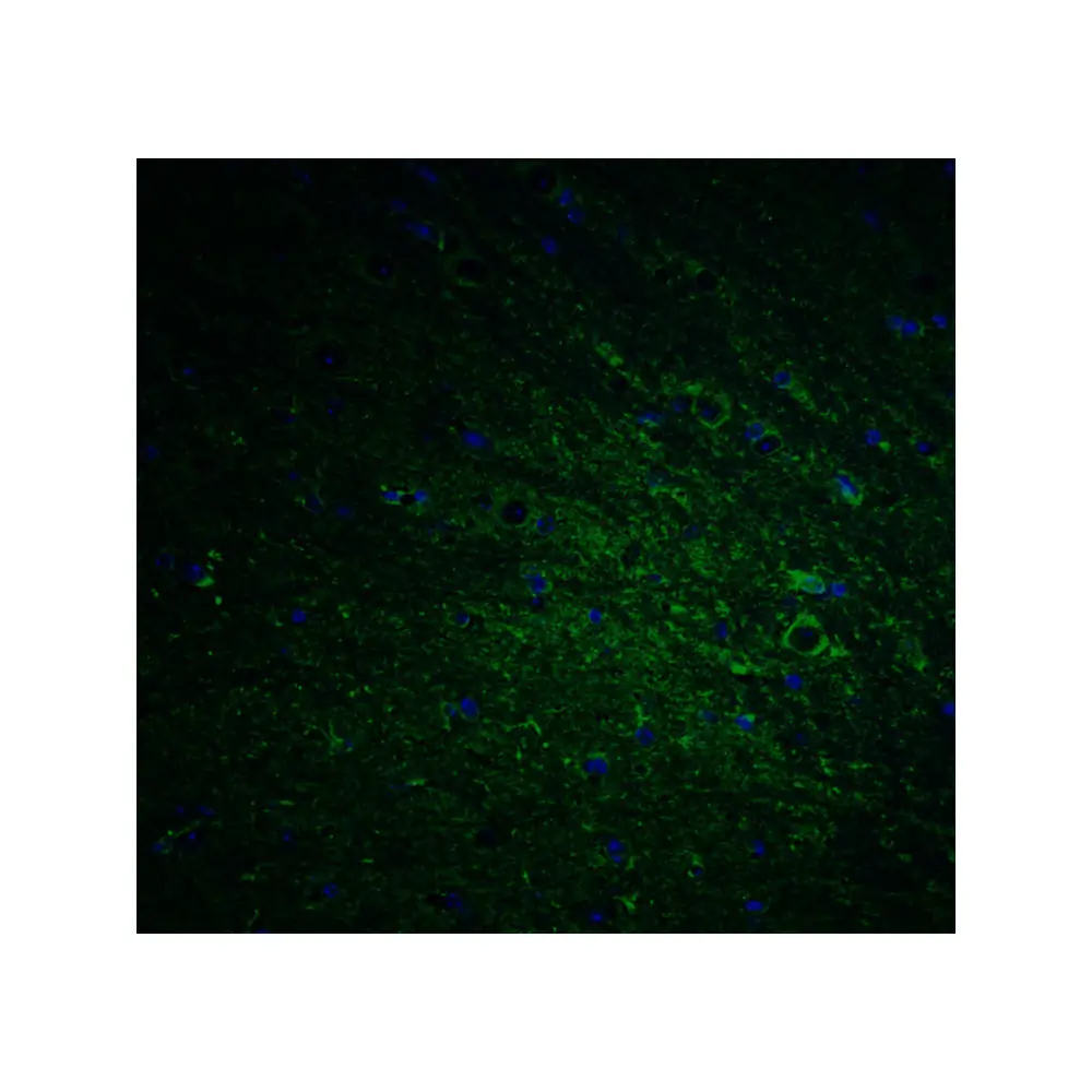 ProSci 5633_S DCLK1 Antibody, ProSci, 0.02 mg/Unit Tertiary Image