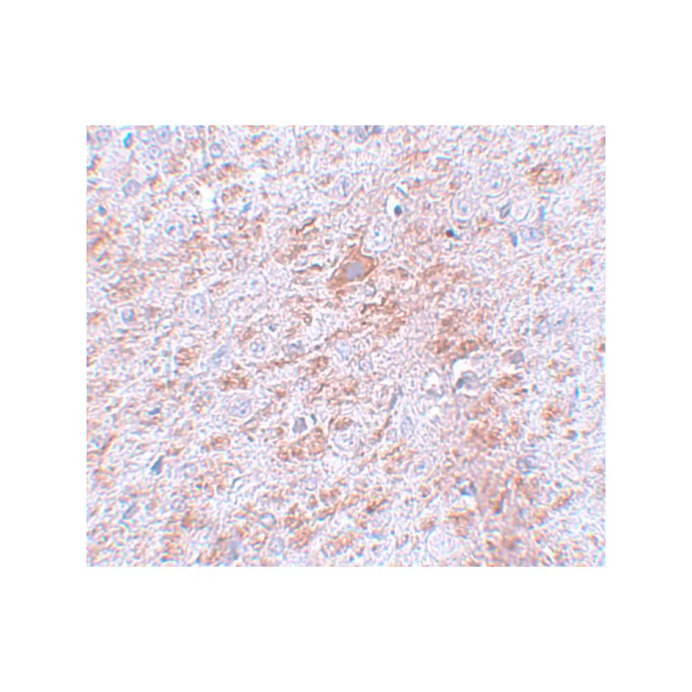 ProSci 5635_S DCLK2 Antibody, ProSci, 0.02 mg/Unit Secondary Image