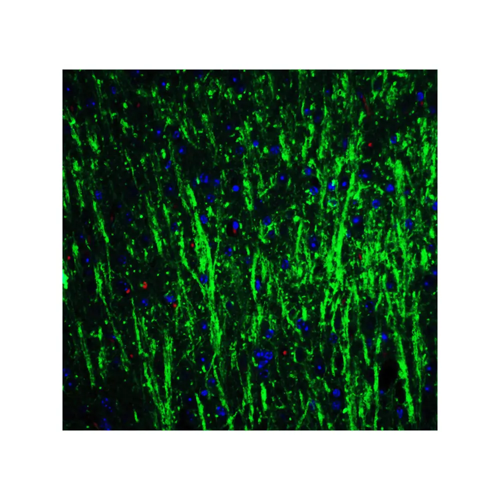 ProSci 5637_S DCLK3 Antibody, ProSci, 0.02 mg/Unit Quaternary Image