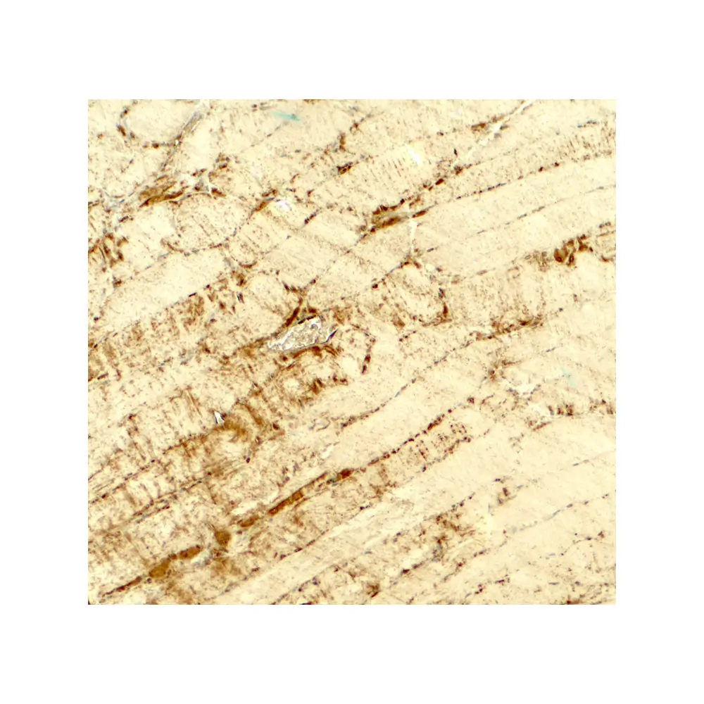 ProSci 7769 DCNP1 Antibody, ProSci, 0.1 mg/Unit Secondary Image