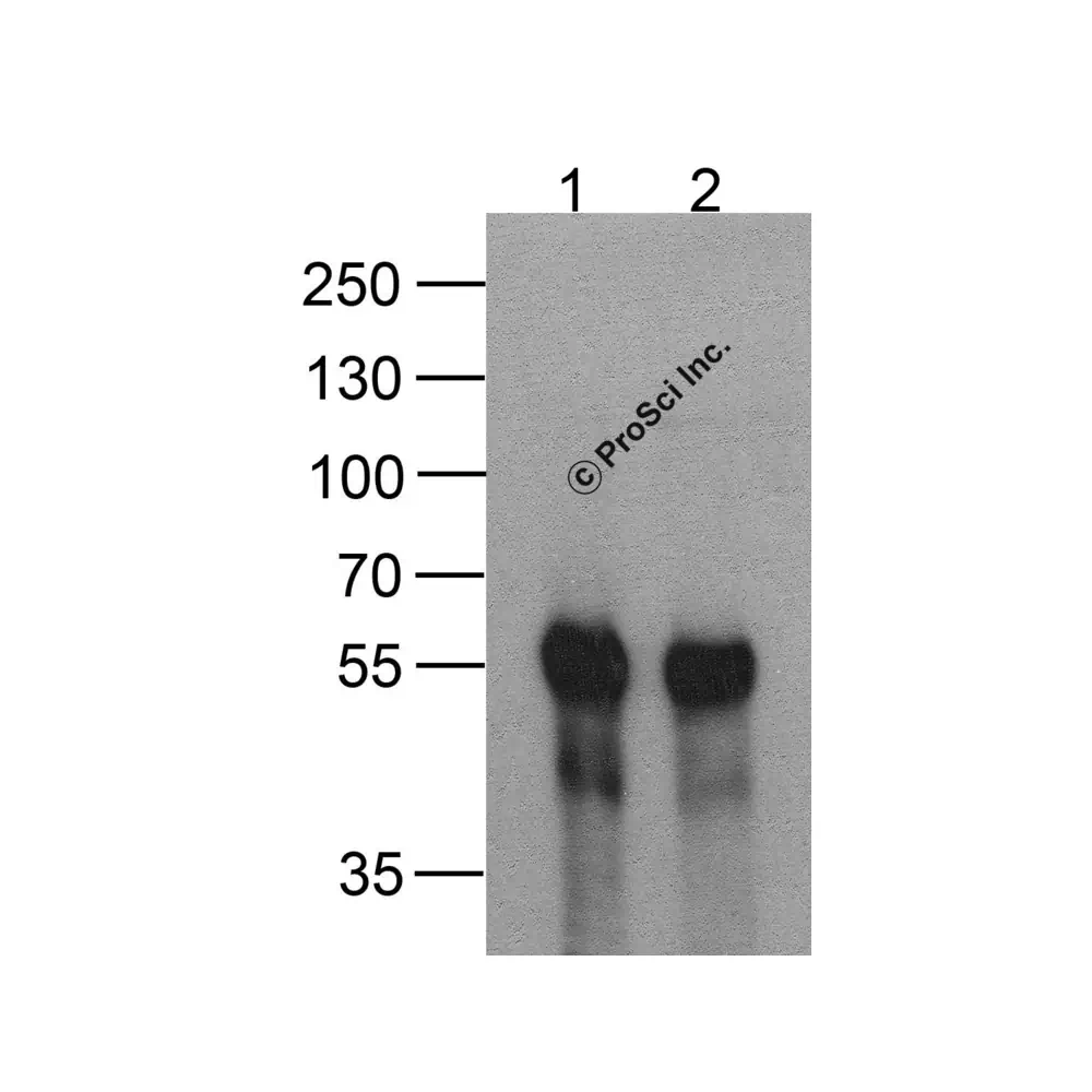 ProSci PM-7657 DDDDK-tag Antibody [1D1B12], ProSci, 0.1 mg/Unit Secondary Image