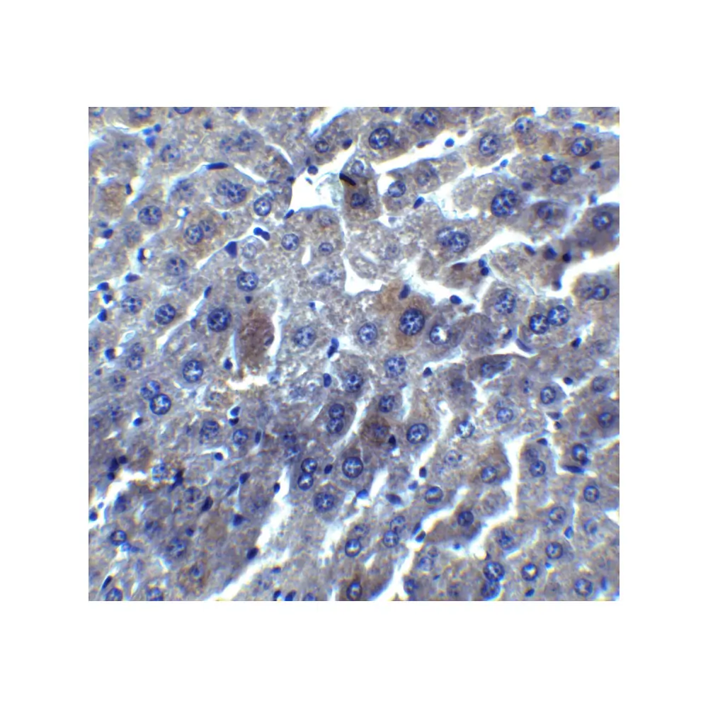 ProSci 2227_S DEDAF Antibody, ProSci, 0.02 mg/Unit Secondary Image