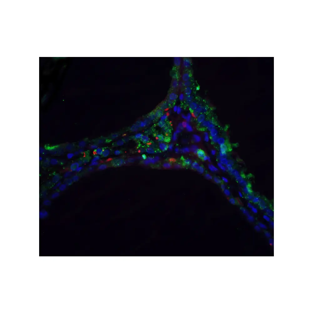 ProSci 2059_S DNase II Antibody, ProSci, 0.02 mg/Unit Tertiary Image