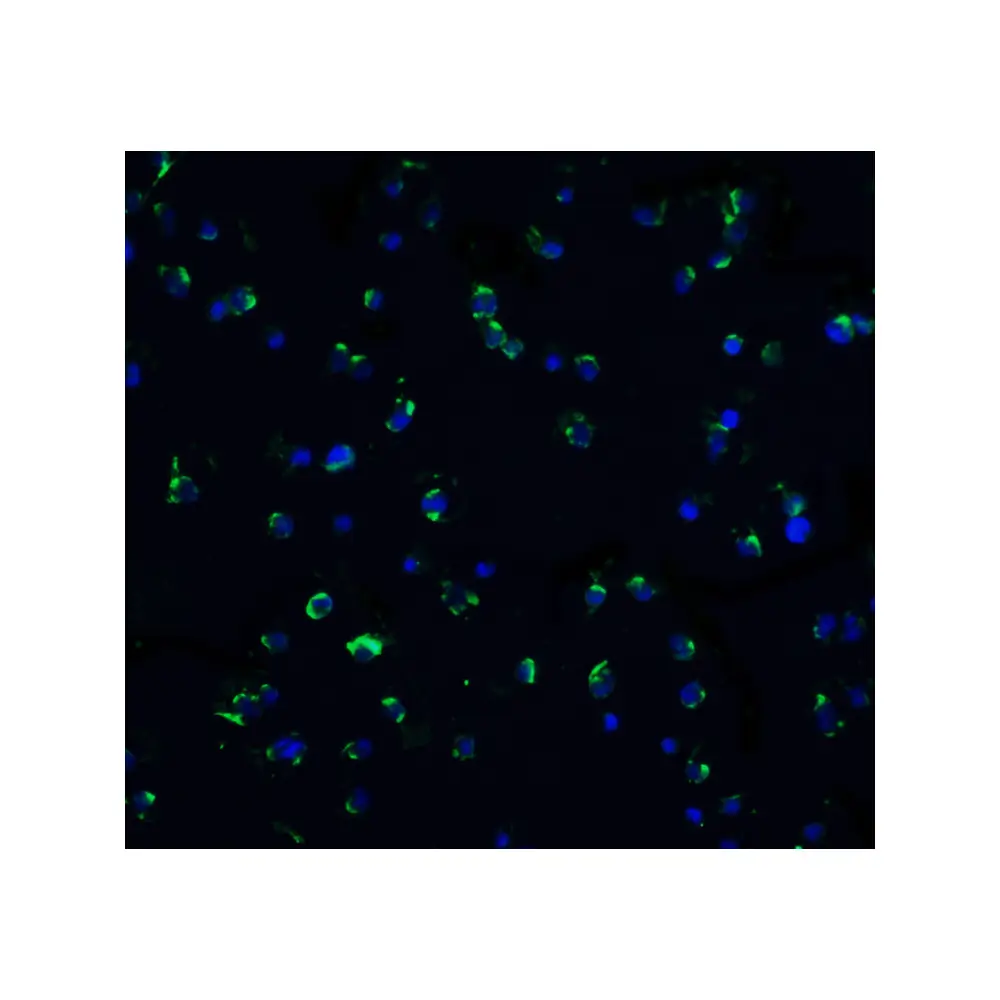 ProSci 1166 DR3 Antibody, ProSci, 0.1 mg/Unit Secondary Image