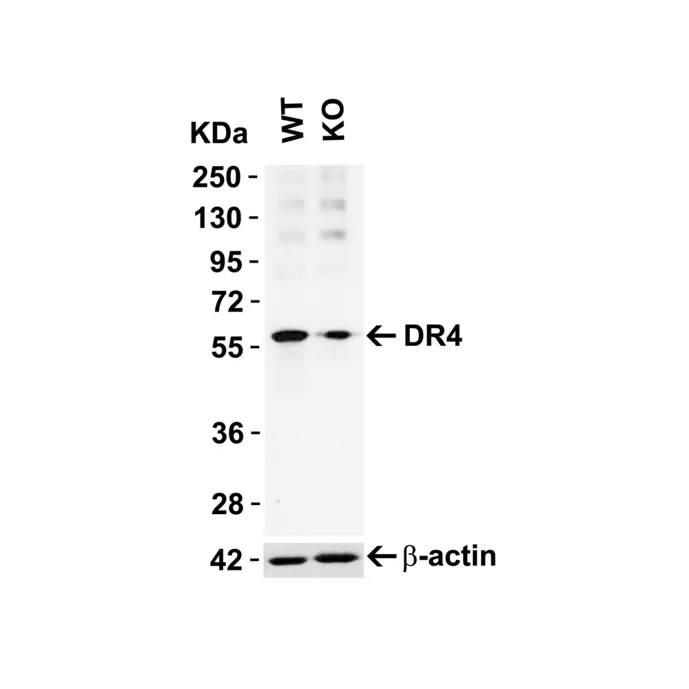 ProSci 1139 DR4 Antibody, ProSci, 0.1 mg/Unit Primary Image