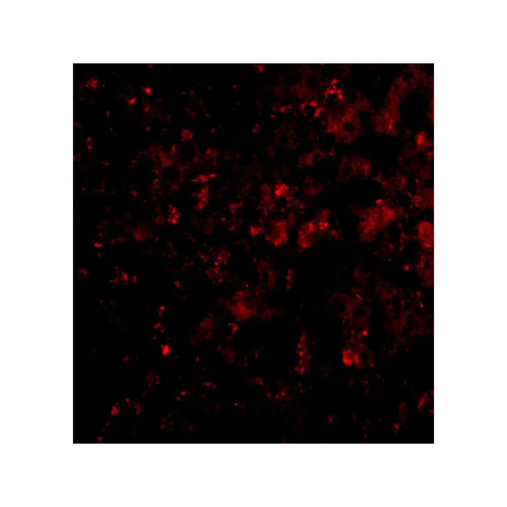 ProSci 4035_S DRAM Antibody, ProSci, 0.02 mg/Unit Tertiary Image