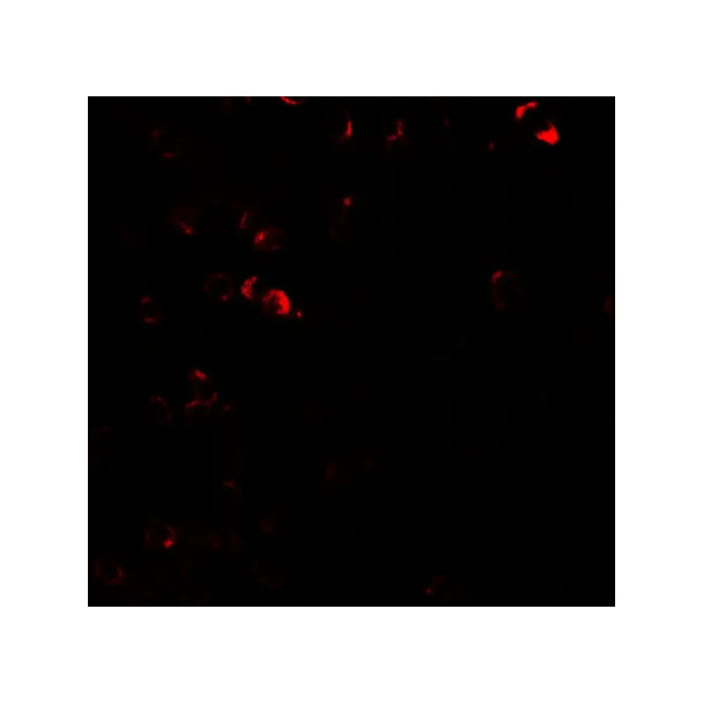 ProSci 7929 E2F3 Antibody, ProSci, 0.1 mg/Unit Tertiary Image