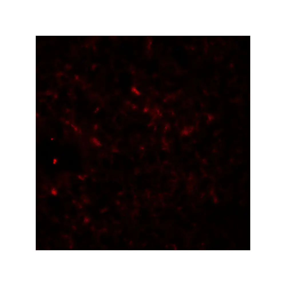 ProSci 6633 EPAC2 Antibody, ProSci, 0.1 mg/Unit Tertiary Image