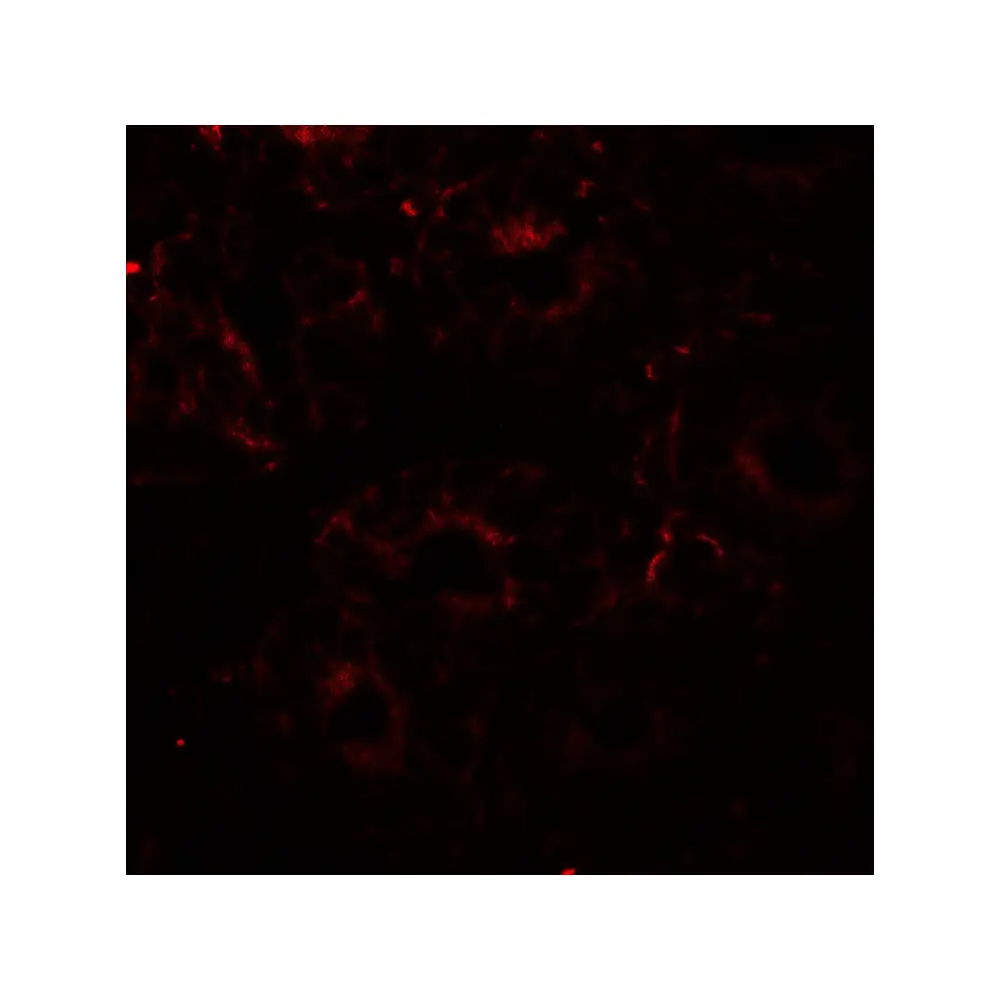 ProSci 8211 ERp72 Antibody, ProSci, 0.1 mg/Unit Tertiary Image