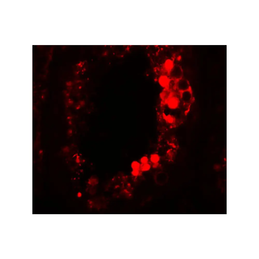 ProSci 5597 ESX1 Antibody, ProSci, 0.1 mg/Unit Tertiary Image