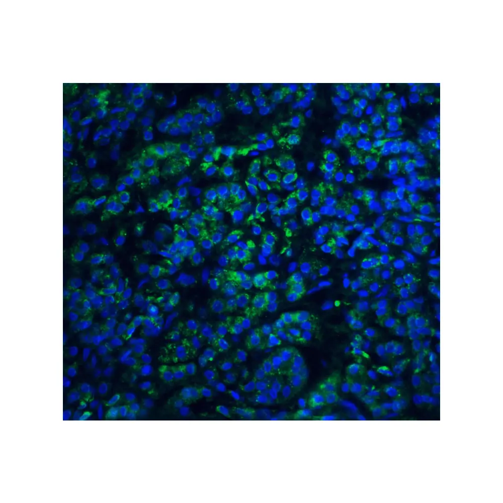 ProSci 3035_S EndoG Antibody, ProSci, 0.02 mg/Unit Quaternary Image