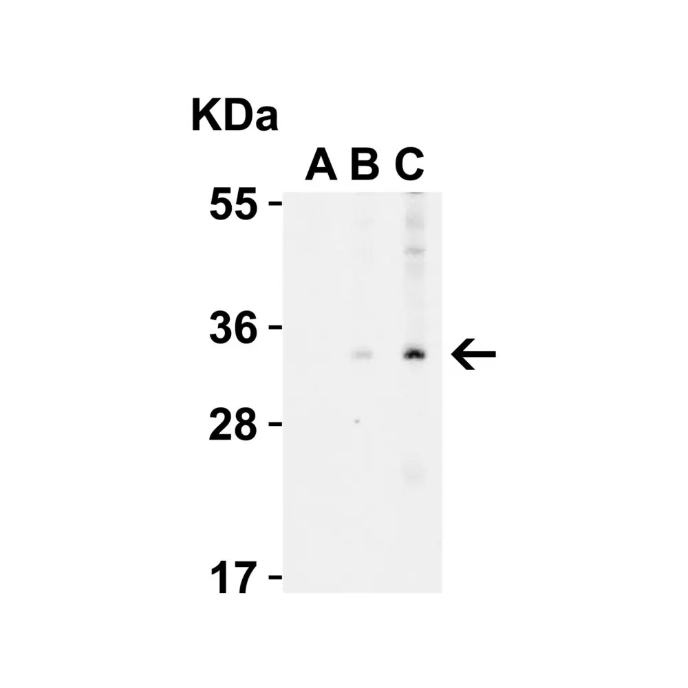 ProSci 3035_S EndoG Antibody, ProSci, 0.02 mg/Unit Secondary Image