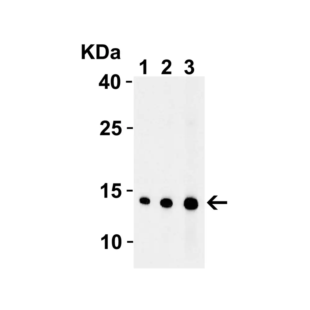 ProSci 3035_S EndoG Antibody, ProSci, 0.02 mg/Unit Tertiary Image