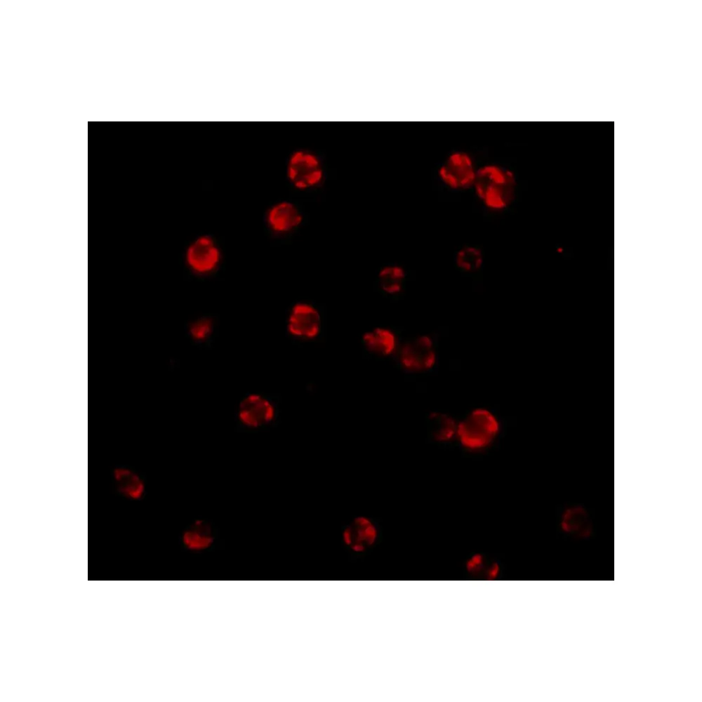 ProSci 1159 FLIP Antibody, ProSci, 0.1 mg/Unit Tertiary Image