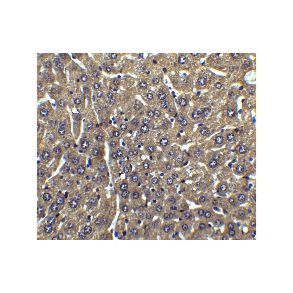 ProSci 1159 FLIP Antibody, ProSci, 0.1 mg/Unit Secondary Image