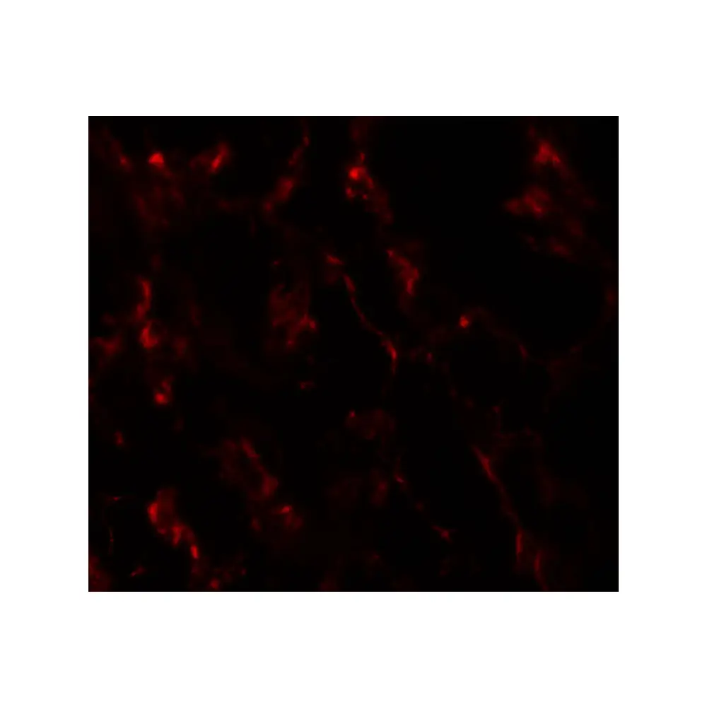 ProSci 7061_S GHDC Antibody, ProSci, 0.02 mg/Unit Secondary Image