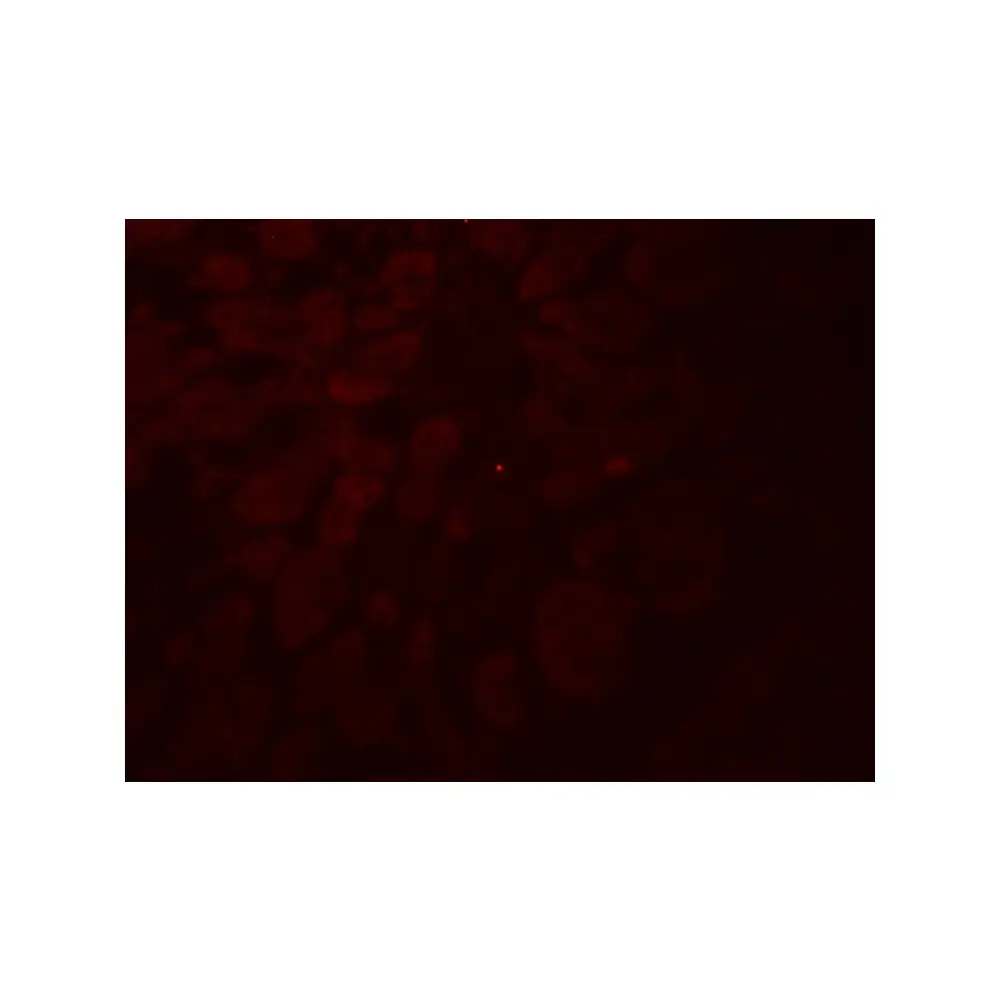 ProSci 7639 GLIPR1L2 Antibody, ProSci, 0.1 mg/Unit Tertiary Image