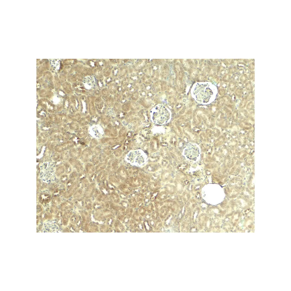 ProSci 8091 GLIS2 Antibody, ProSci, 0.1 mg/Unit Secondary Image